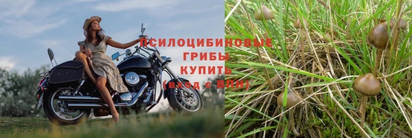 крисы Белокуриха
